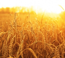 Pšenica v soncu